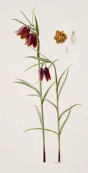 Fritillaria gracilis