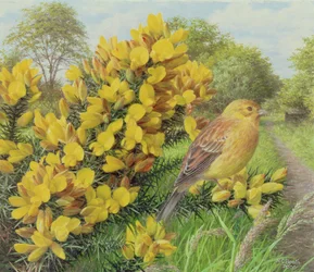 Gorse and Yellow Hammer, 2000