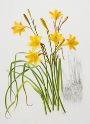 Hemerocallis dumortieri