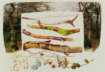 Items from the Winter Woodland, 2000