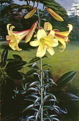 Lilium Golden Clarion