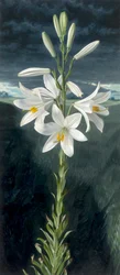 Madonna lily