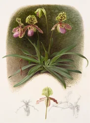 Paphiopedilium henryi