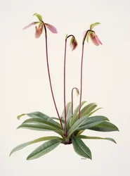 Paphiopedilum appletonianum