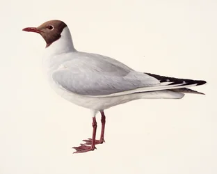 Study of a Black-headed Gull