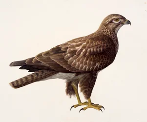 Study of a buzzard