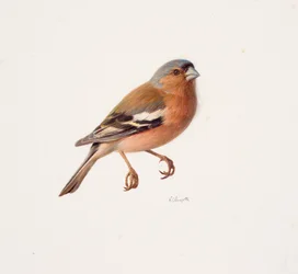 Study of a Chaffinch