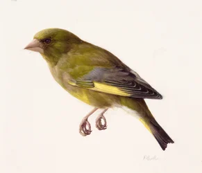 Study of a Greenfinch