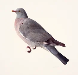 Study of a Wood Pigeon