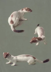 Three studies of a stoat in winter