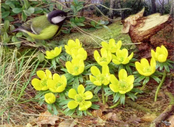 Winter Aconites, 2000