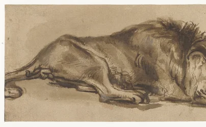 Study of a Lion Asleep