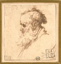 Head of a Bearded Man in Profile to the Left