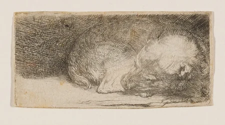 Sleeping Puppy