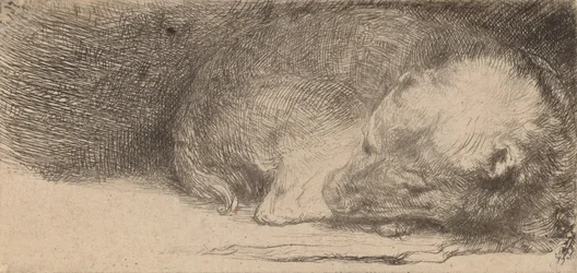 Sleeping Puppy
