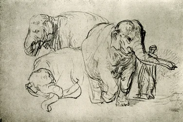 Study of Elephants