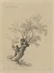 Willow Tree