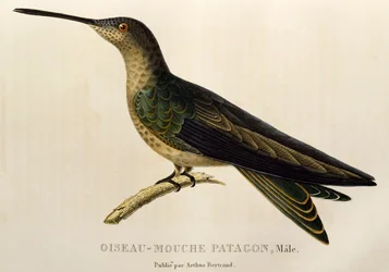 Giant Hummingbird (engraving)