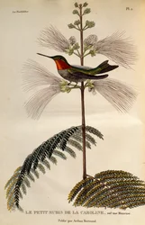 Ruby-throated Hummingbird (Archilochus colubris), engraving from Les trochilidees ou les colibris et les oiseaux-mouches
