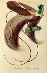 Adult male of Red Bird-of-Paradise (Paradisaea rubra)