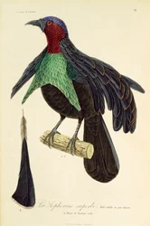 Adult Male of Superb Bird-of-Paradise, from Histoire naturelle des oiseaux de paradis et des epimagues