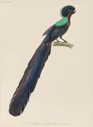 Bird-of-paradise, 1835