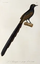 Gorget Bird-of-paradise female