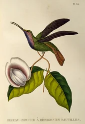 Lazuline Sabrewing (Campylopterus falcatus)