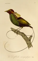 Male of Magnificent Bird-of-paradise (Cicinnurus magnificus), engraving from Histoire naturelle des oiseaux de paradis et des epimagues