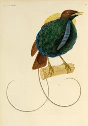 Male of Magnificent Bird-of-paradise (engraving)