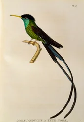 Red-billed Streamertail (Trochilus polytmus), engraving from Les trochilidees ou les colibris et les oiseaux-mouches