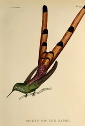 Red-tailed Comet (Sappho sparganurus), engraving from Les trochilidées ou les colibris et les oiseaux-mouches