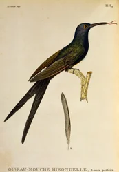 Swallow-tailed Hummingbird (Eupetomena macroura), engraving from Les trochilidees ou les colibris et les oiseaux-mouches