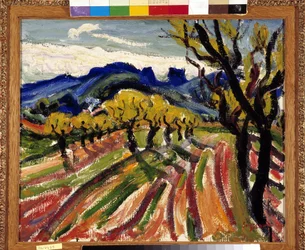 Field of olive trees in the Alpilles