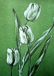 Fresh White Tulips