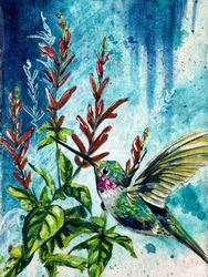 "Hover" Hummingbird and Pineapple Sage Flowers
