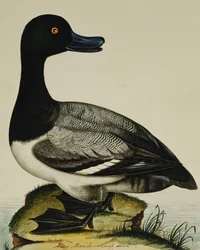 Scaup Duck