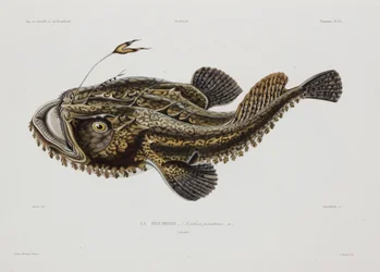 Angler fish, Iceland, early 19th century