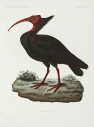 Bald ibis, Algeria