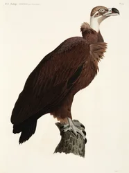 Brown Vulture, Egypt