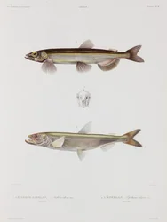 Capelin and smelt, Iceland, early 19th century