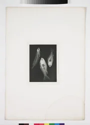 Diagnostic Radiology, X-rays of Fish
