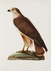 Falcon, Algeria