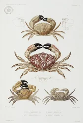 Four types of crab