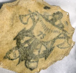Human Skin Tattooed with Naval Badge, French