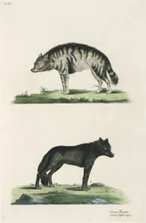 Hyena and wolf