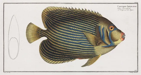 Imperator Angelfish