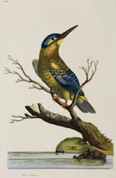 Kingfisher