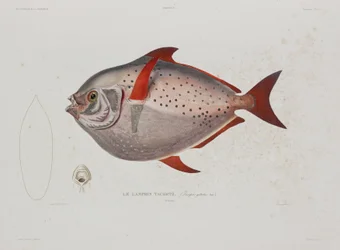 Moon-fish, Iceland, early 19th century