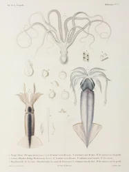 Octopus and Squid